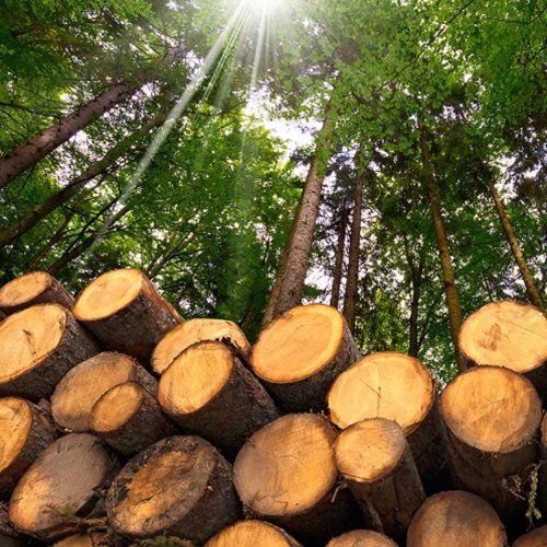 Timber