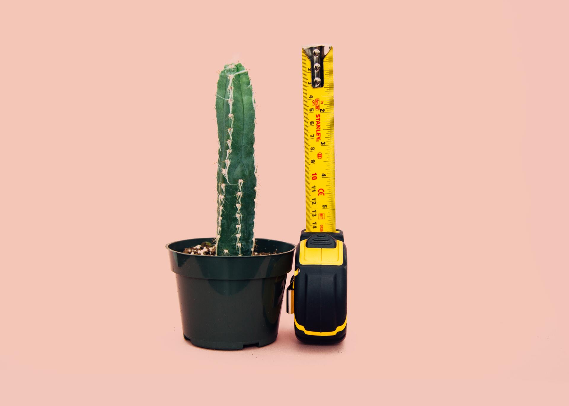 Measuring a plant using a tape measure. With thanks to Charles Deluvio at Unsplash.