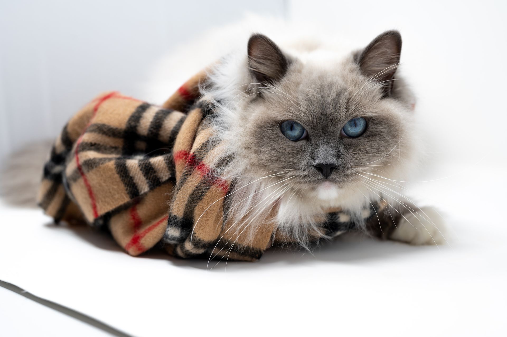 Fluffy cat with blue eyes wrapped in a classic Burberry check scarf.