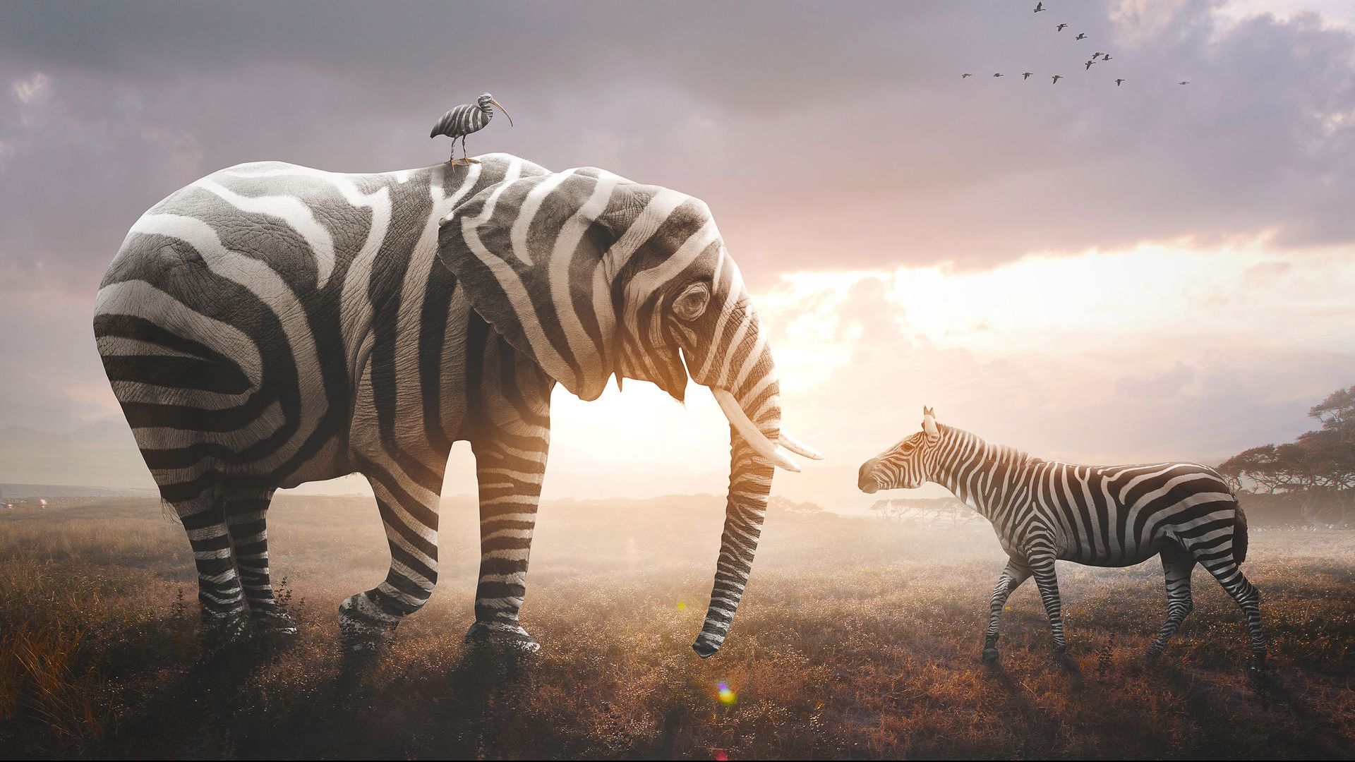 Ibis on top of an elephant both with the distinctive markings of the zebra they are facing