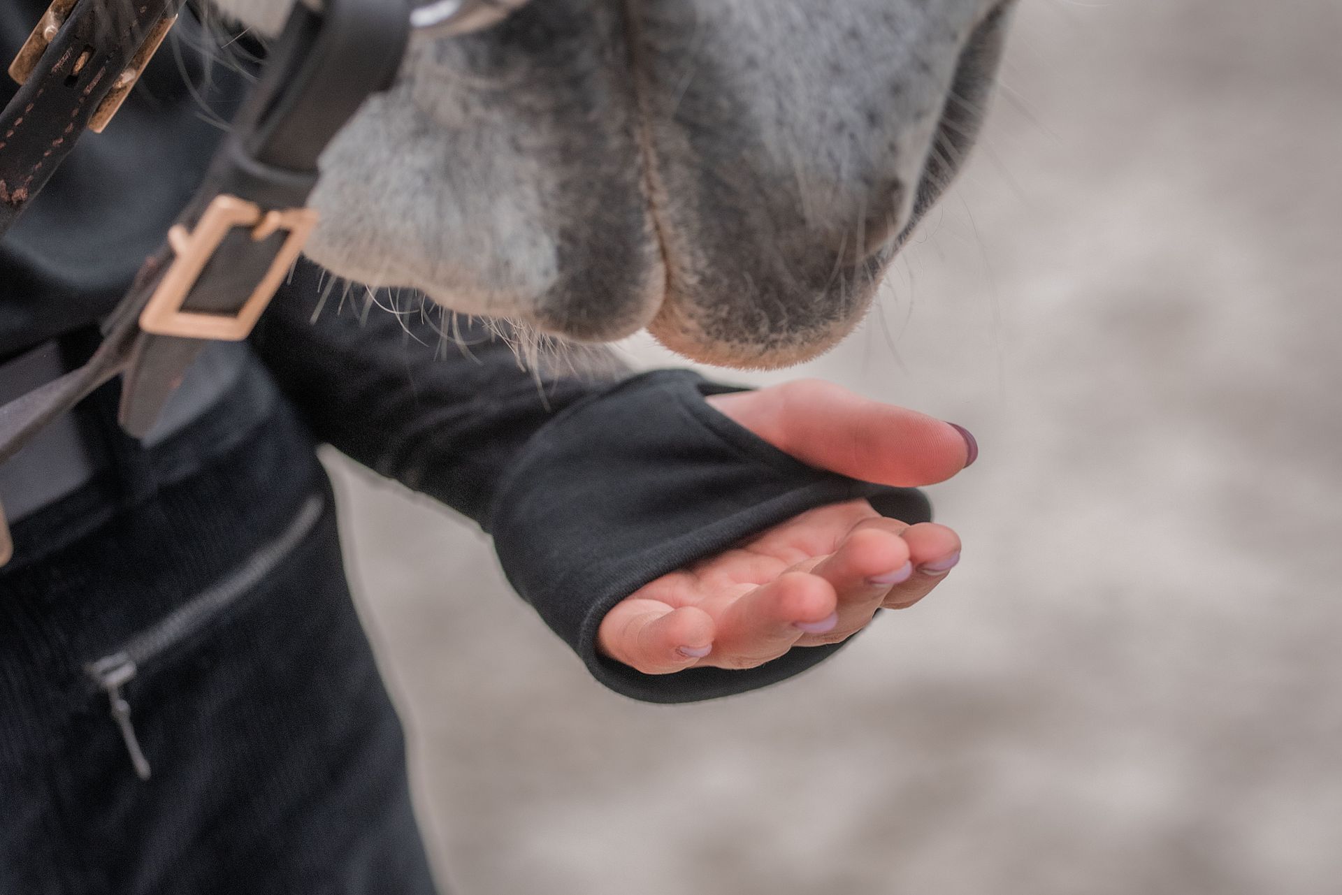 Pferd sucht nach einer streichelnden Hand