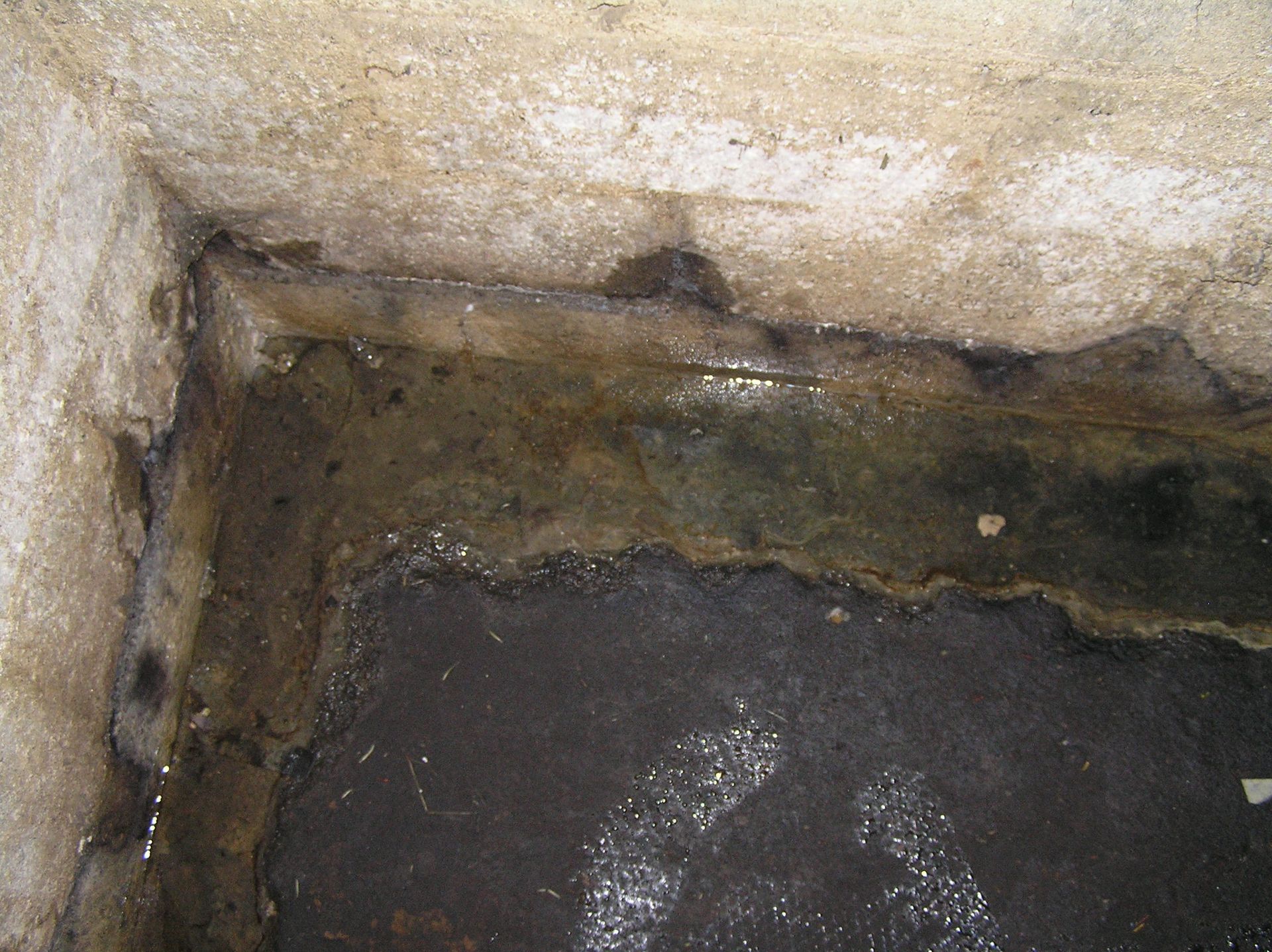 Mold and mildew in wet basement