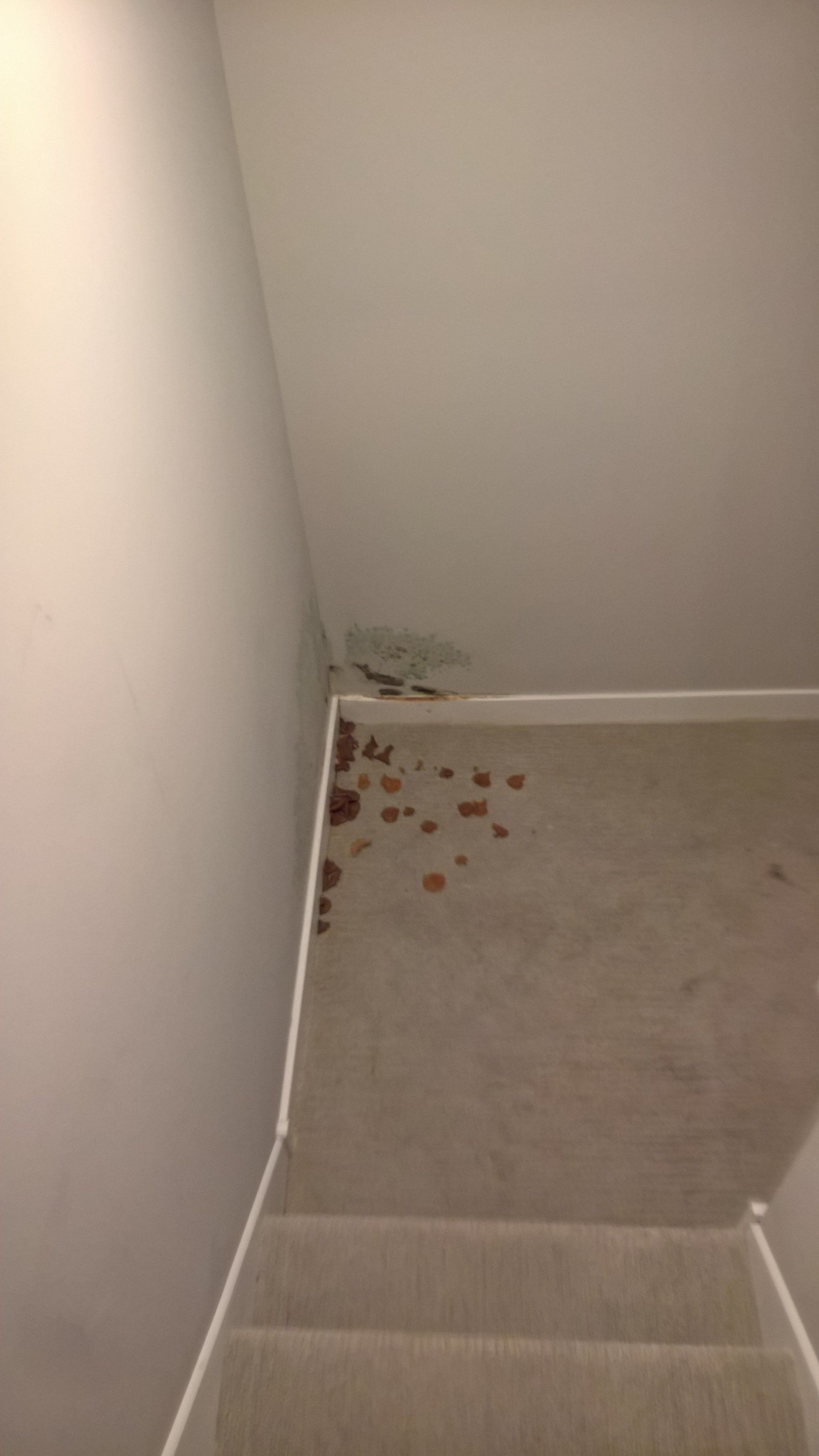 Mold and mushrooms on foundation wall