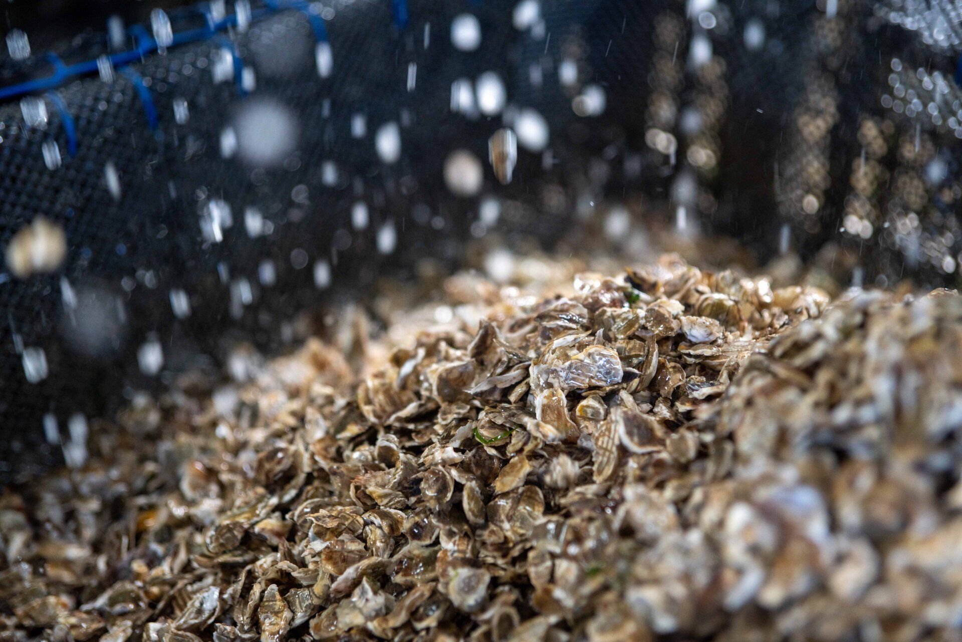 huitres détroquées