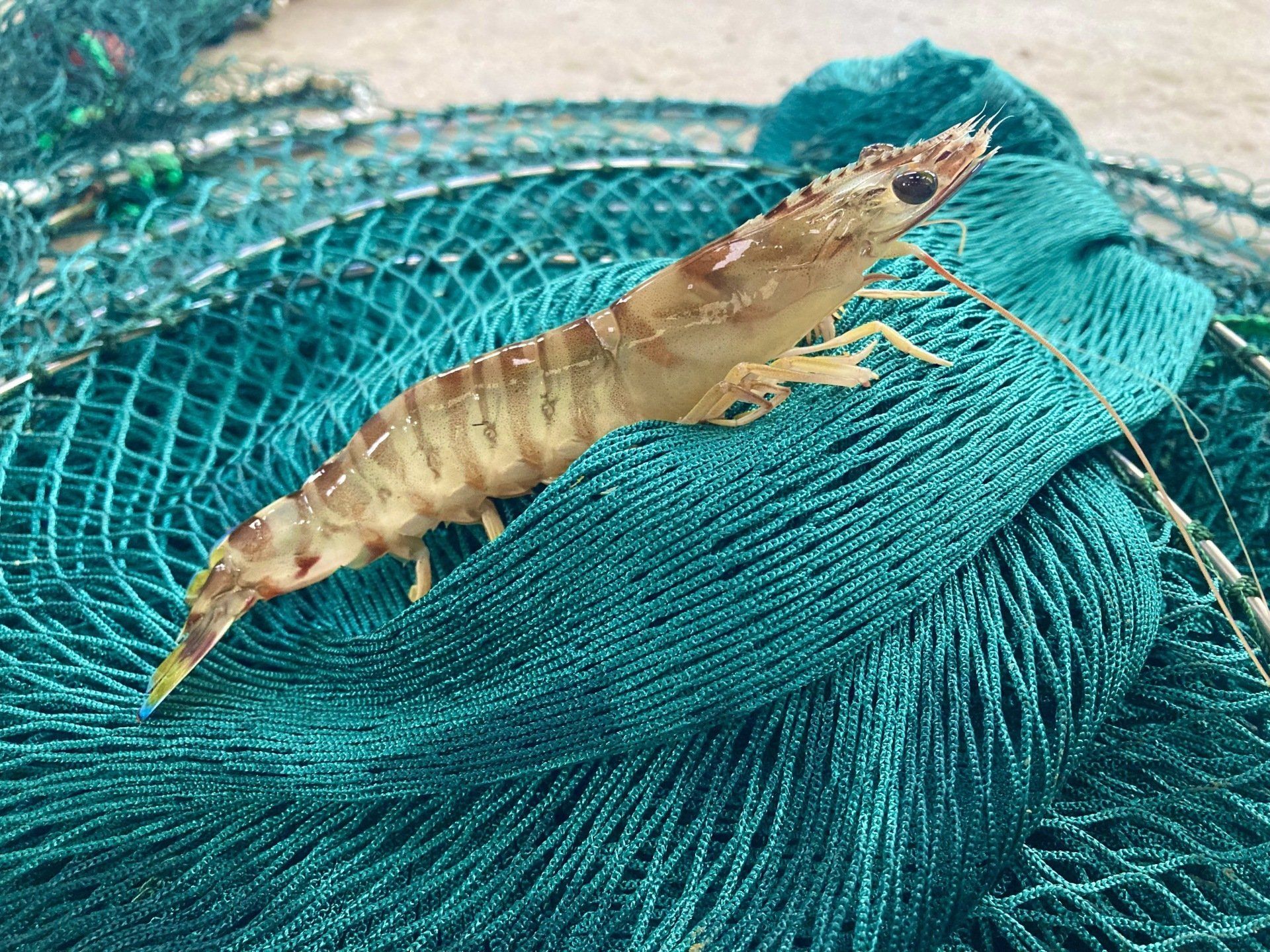 la crevette impériales la crevette impériales