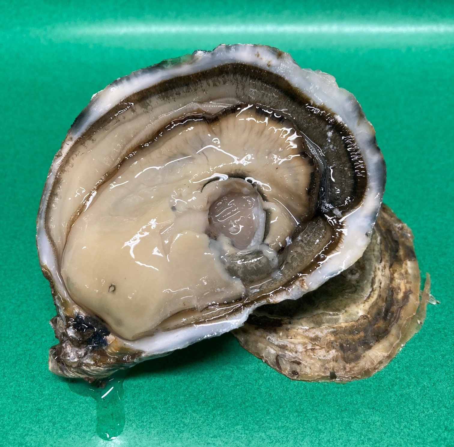 la spéciale sélection massé