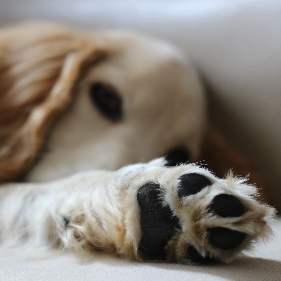 Pfotenbalsam für Hunde von CrazyDogPaul