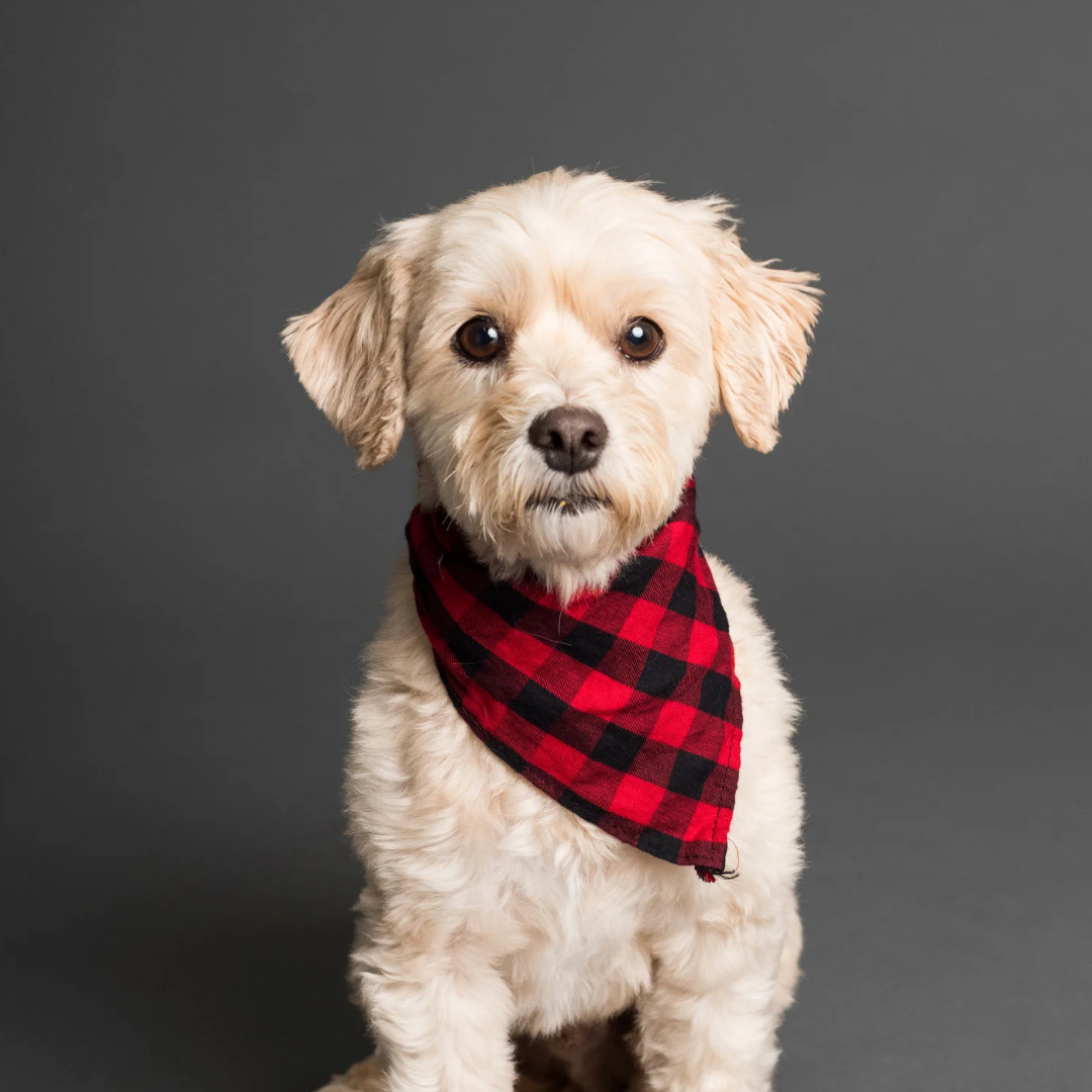 natürliche Fellpflege für Hunde auf Basis von Olivenöl