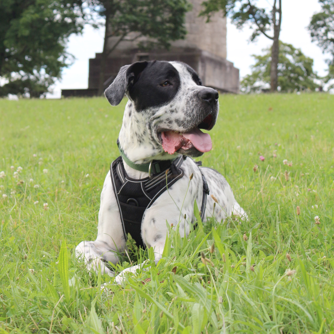 Über CrazyDogPaul – Natürliche Premium Fellpflege