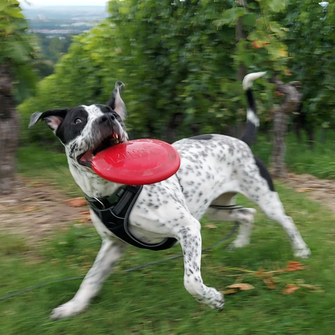 Crazydogpaul Fellpflege Mission