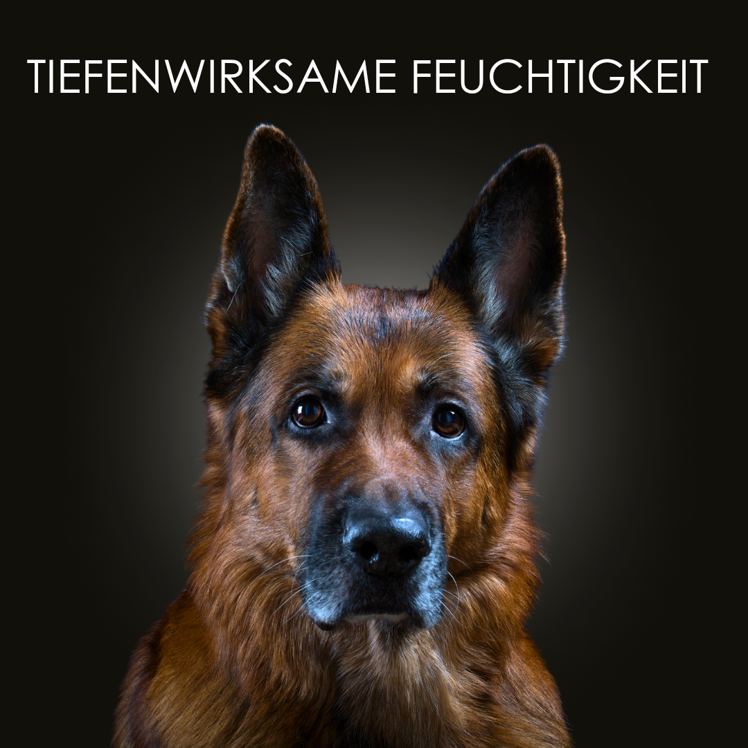 Veganes Hundeshampoo für empfindliche Haut, CrazyDogPaul Premium Shampoo mit natürlichen Inhaltsstoffen, frei von Parabenen und Sulfaten.