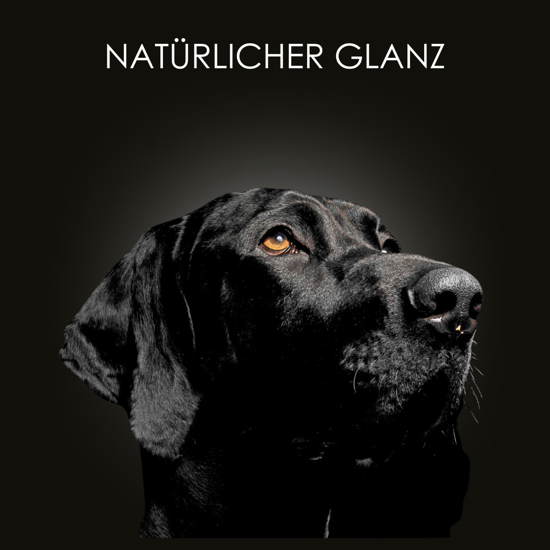 Bio Hundefellöl von CrazyDogPaul, hergestellt aus ökologisch angebauten Zutaten, optimal für nachhaltige und umweltfreundliche Fellpflege.