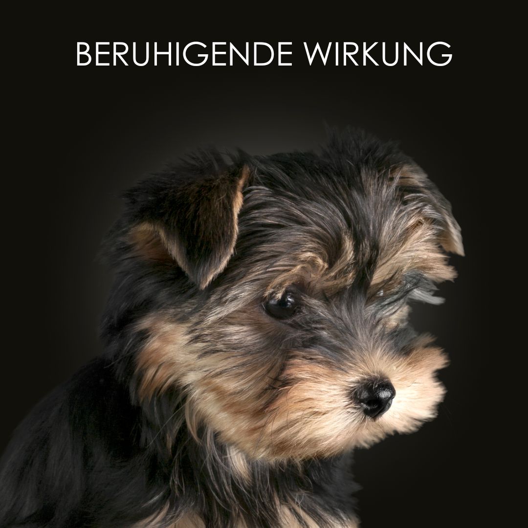 Natürliches Hundeshampoo von CrazyDogPaul, speziell für glänzendes Fell und gesunde Hautpflege, geeignet für alle Hunderassen.