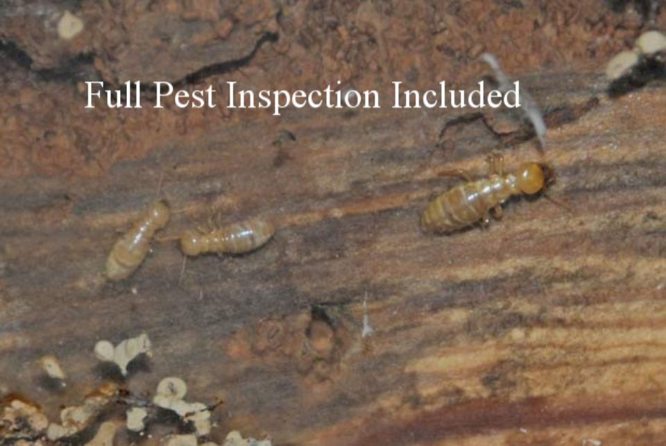 Ashco Home Inspections photos