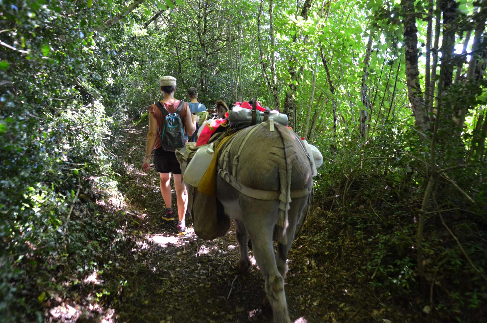 Randonnée à dos d'ânes