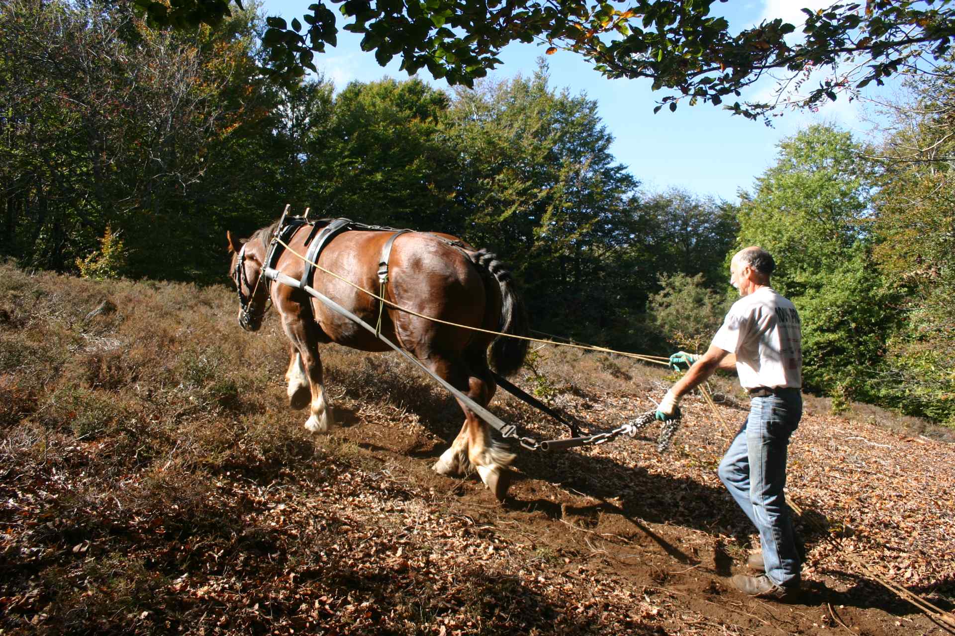 Prestations de services de traction animale