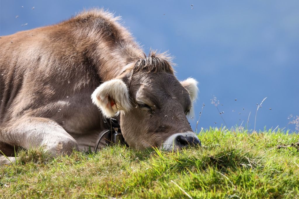 Eine müder oder erschöpfte Kuh liegt im Gras