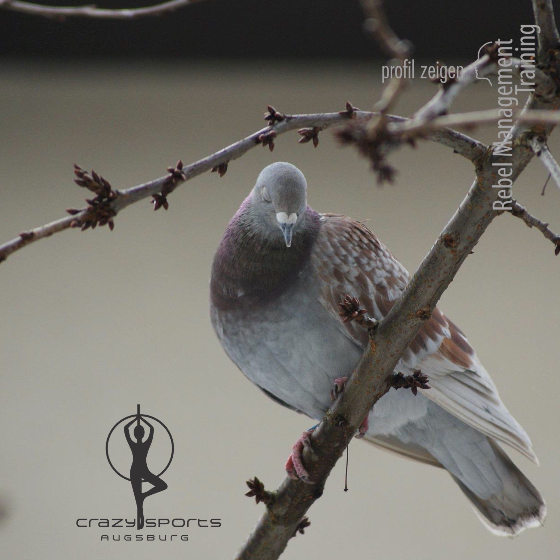 Taube schläft Größe beweisen