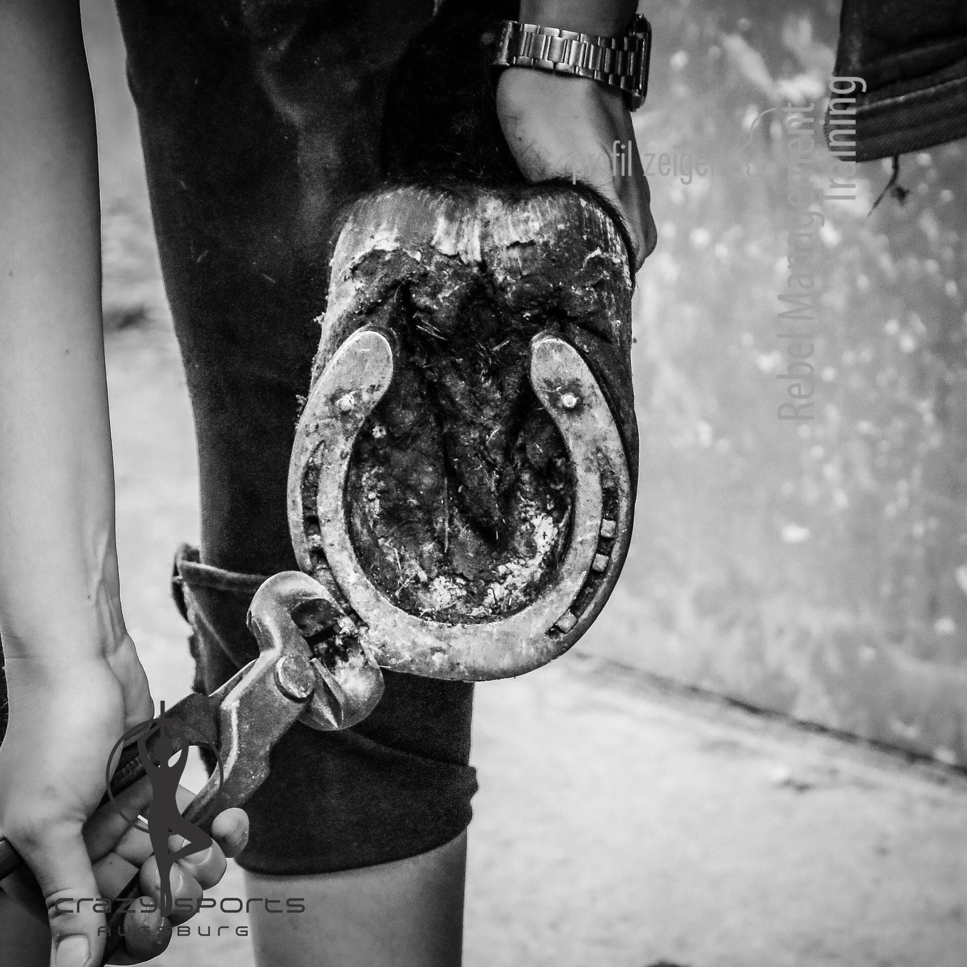 Hand hält Huf und zieht mit einer Zange nägel aus dem Hufeisen