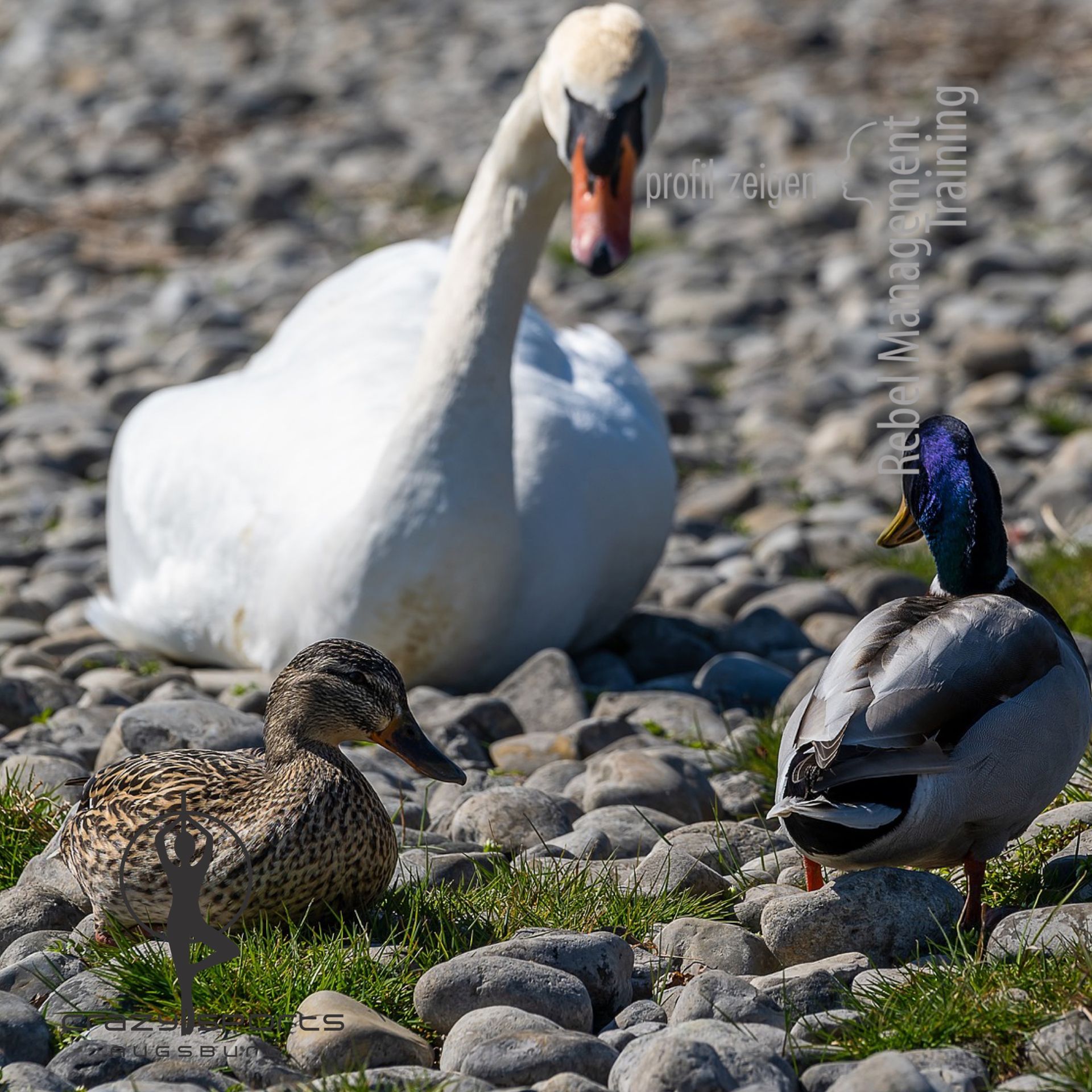 Schwan betrachtet Enten