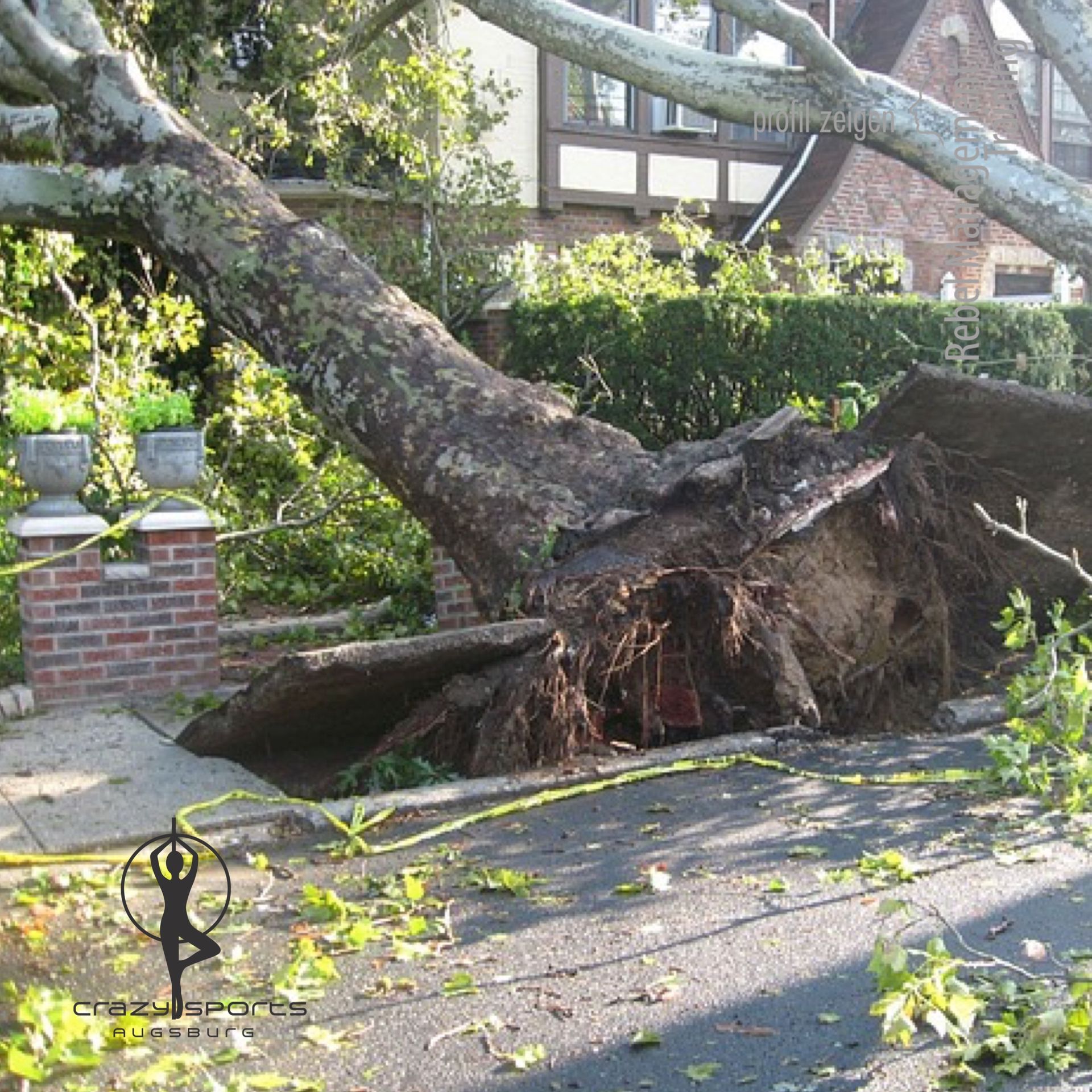 entwurzelter Baum