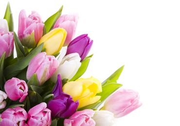 Tulpenblumenstrauß zum Muttertag