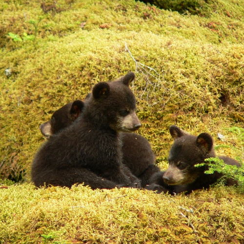 Black bears