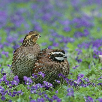 Bobwhite quails
