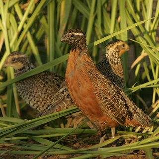 Quails in nature Quails in nature