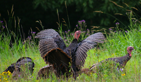 Wild turkey Wild turkey