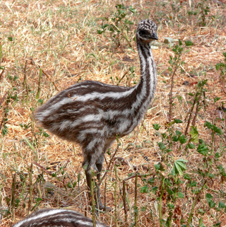 Young Emu Young Emu