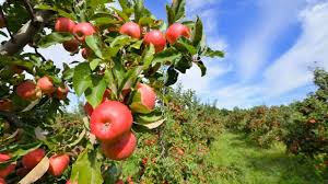 Nos Pommes Bio Corbeille de fruits BIO au bureau