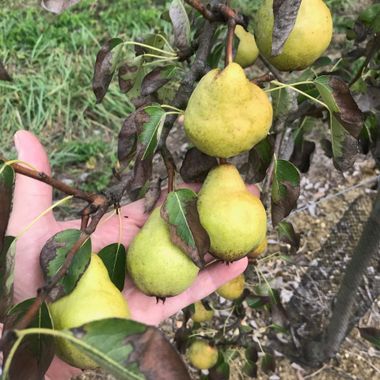 Poires BIO Corbeille de fruits BIO au bureau