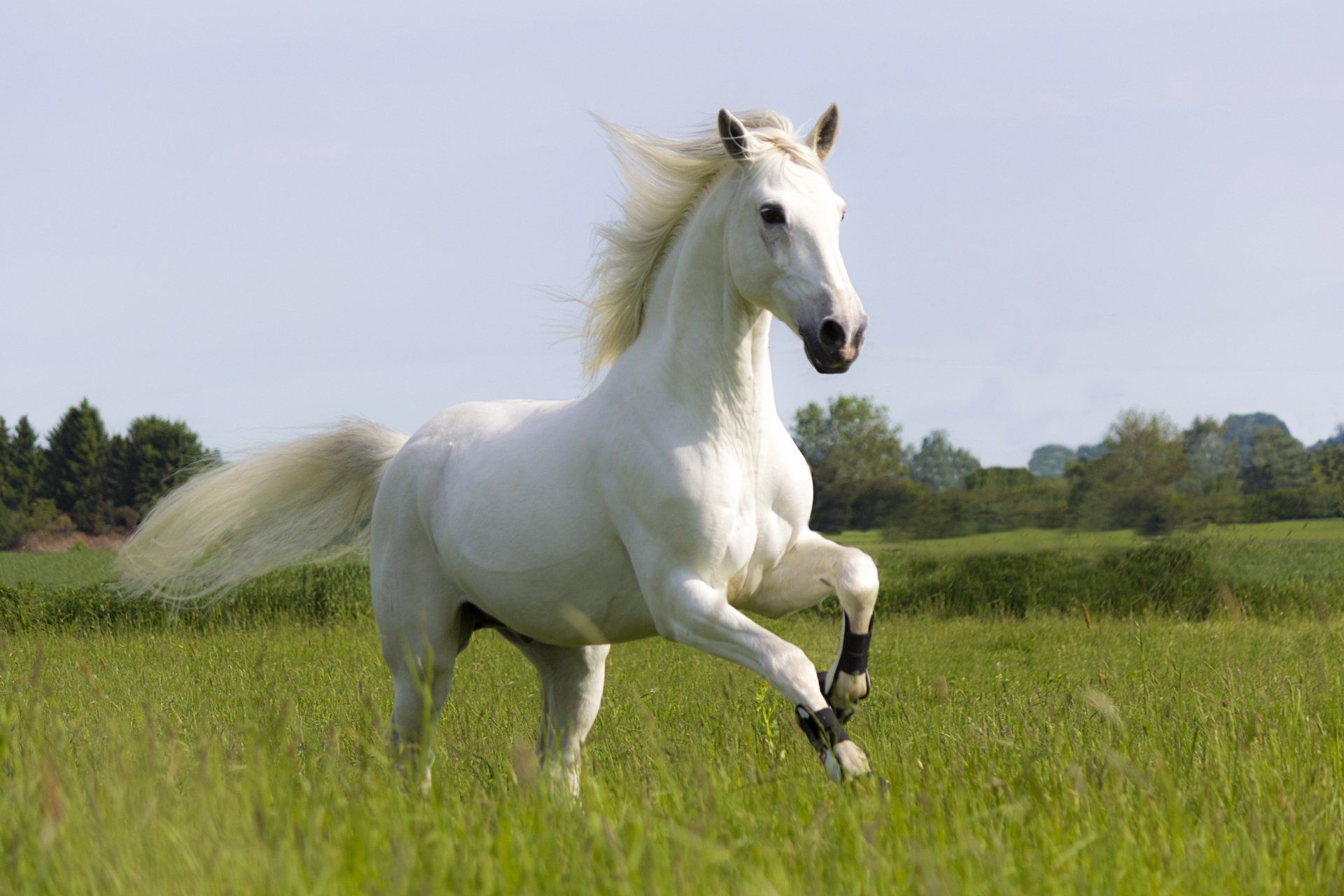 Gorilla Frau mit Kind Gorilla Frau mit Kind