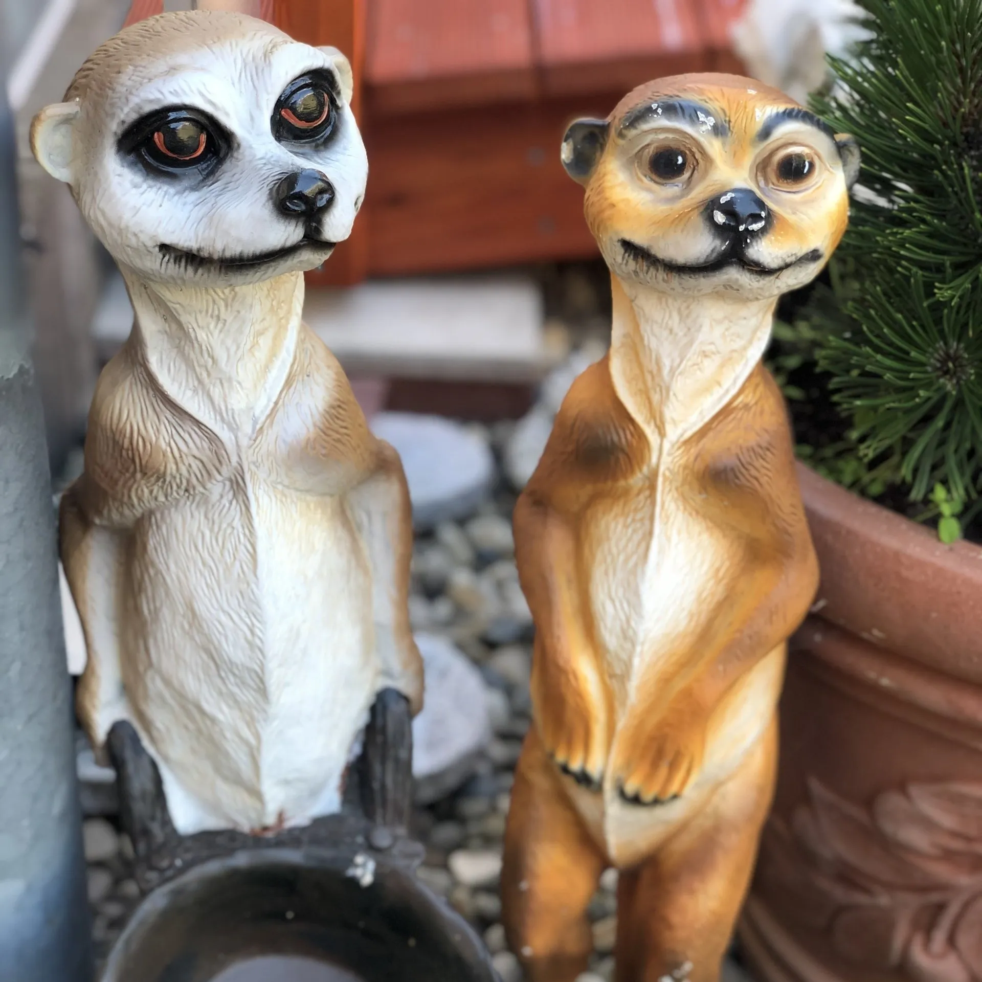 Säuge- & Beutel-Tiere - Erdmännchen