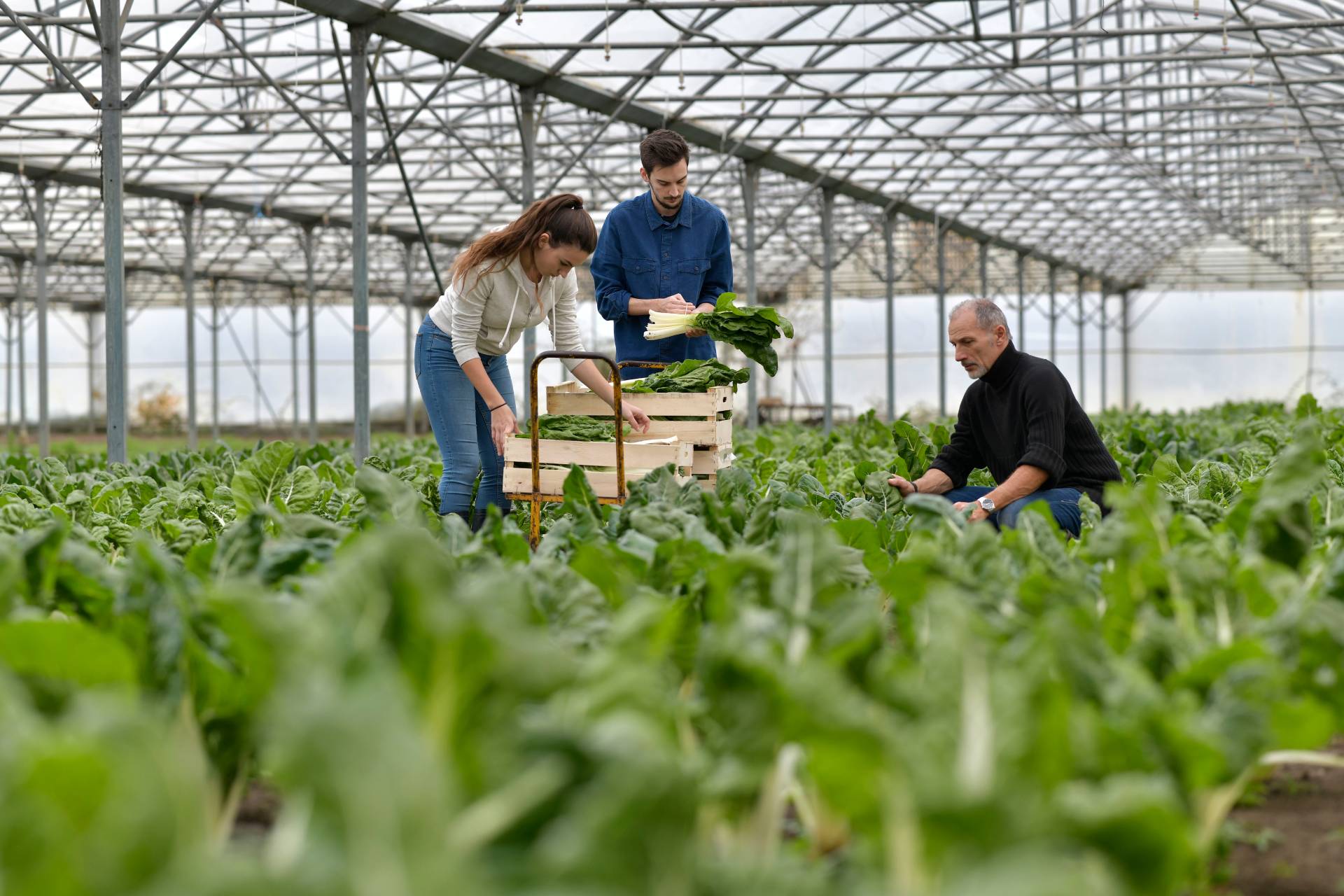 harvesting crop from a greenhouse