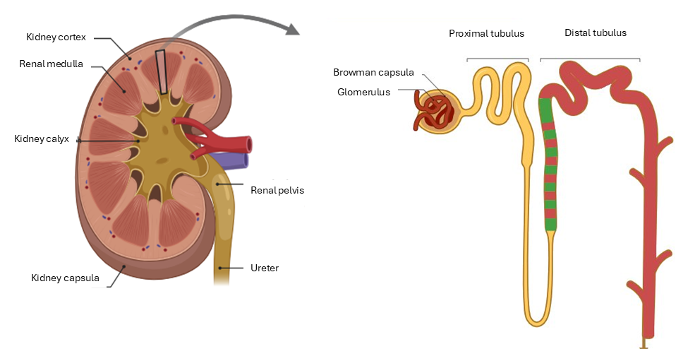 Aufbau der Niere und eines Nephrons (Created with BioRender) Aufbau der Niere und eines Nephrons. Created with BioRender