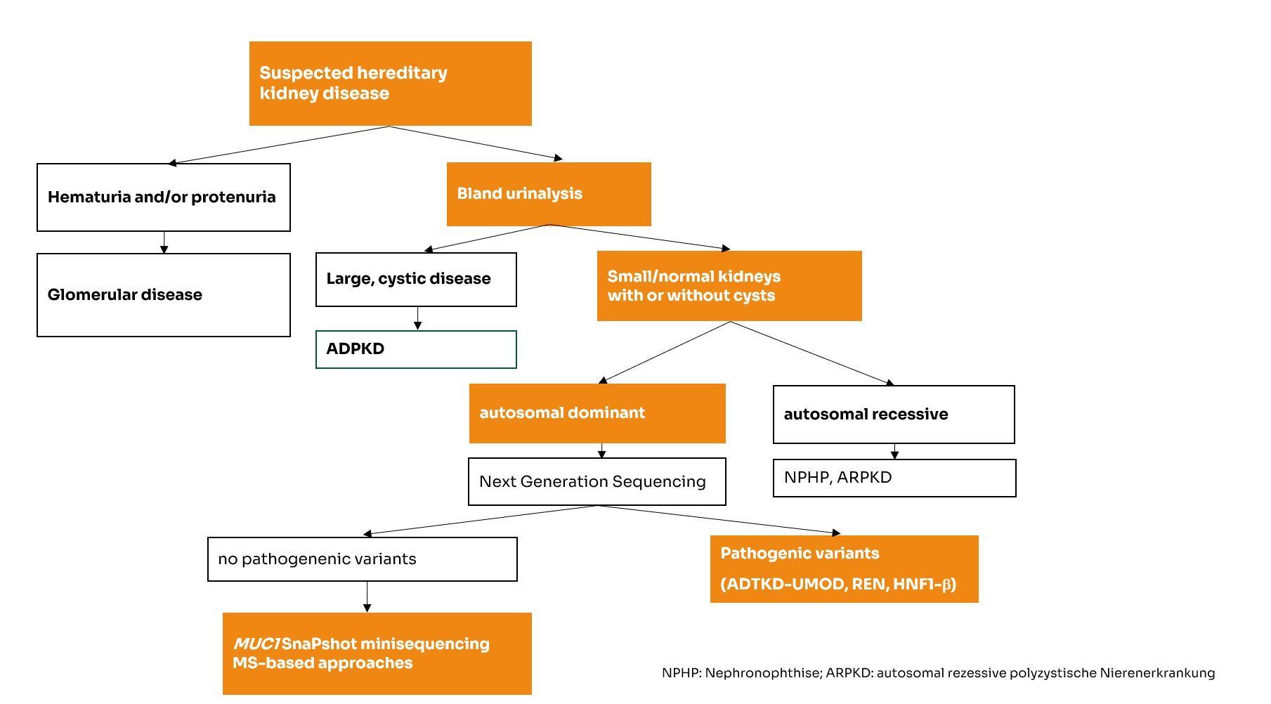 Diagnostik bei ADTKD Diagnostischer Algorithmus ADTKD