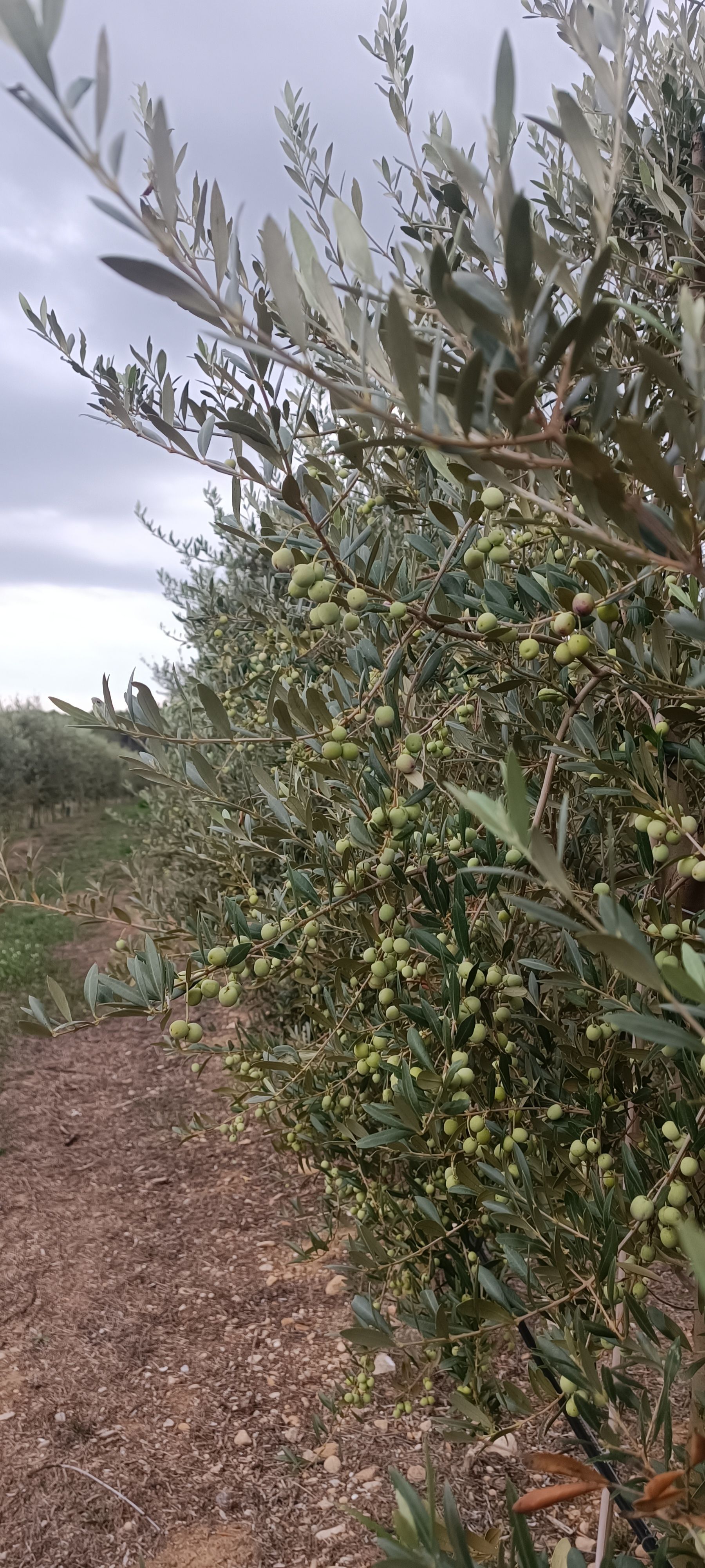 In diesem Jahr ist die Ernte sicherlich geringer, aber die Qualität der Oliven ist HERVORRAGEND.