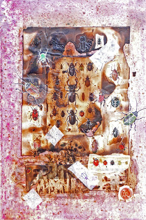 Hirschkäfer Marienkäfer Insekten