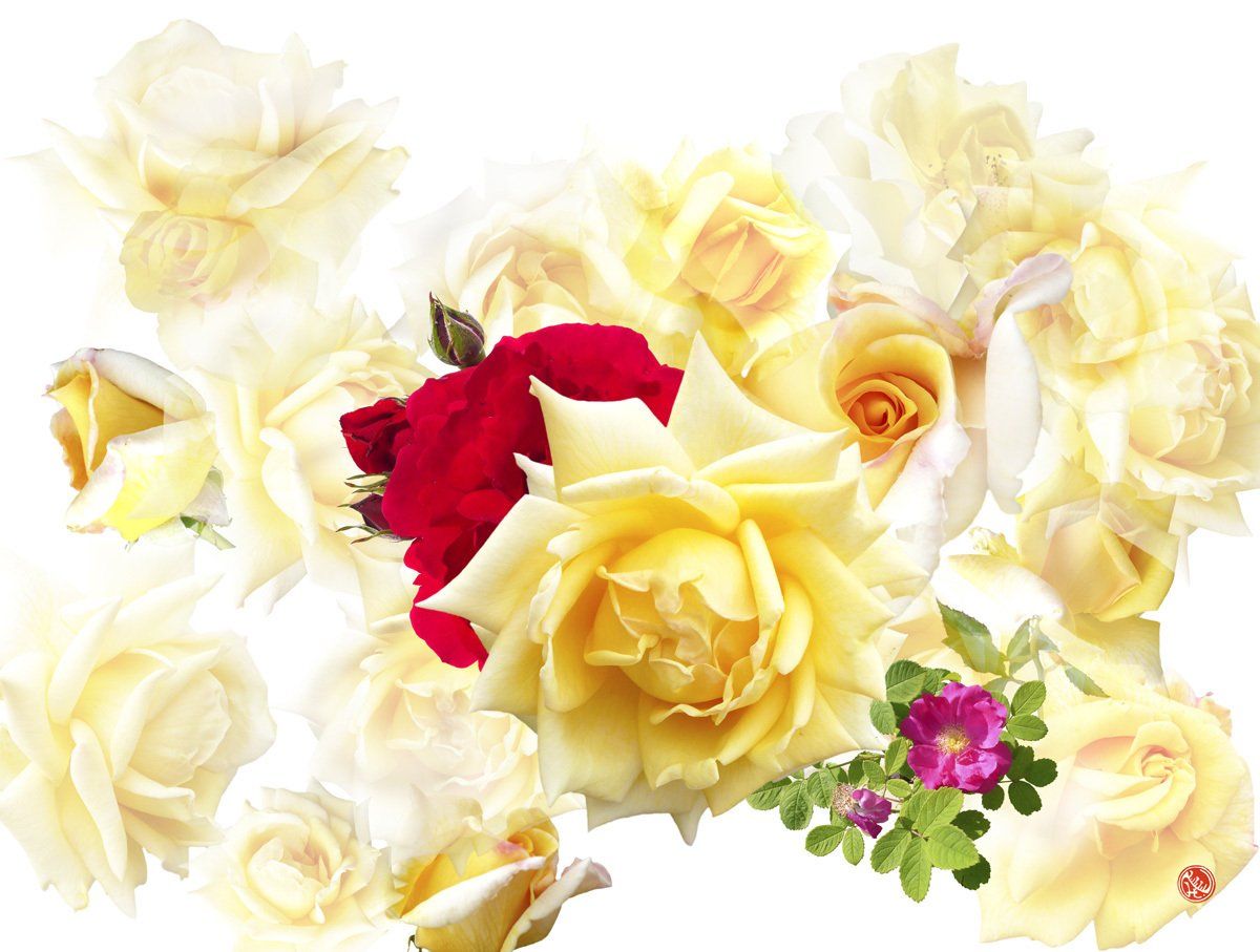 rote Rosen weiße Rosen Heckenröschen