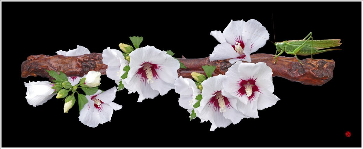 Baumast große Blüten Heuschrecke