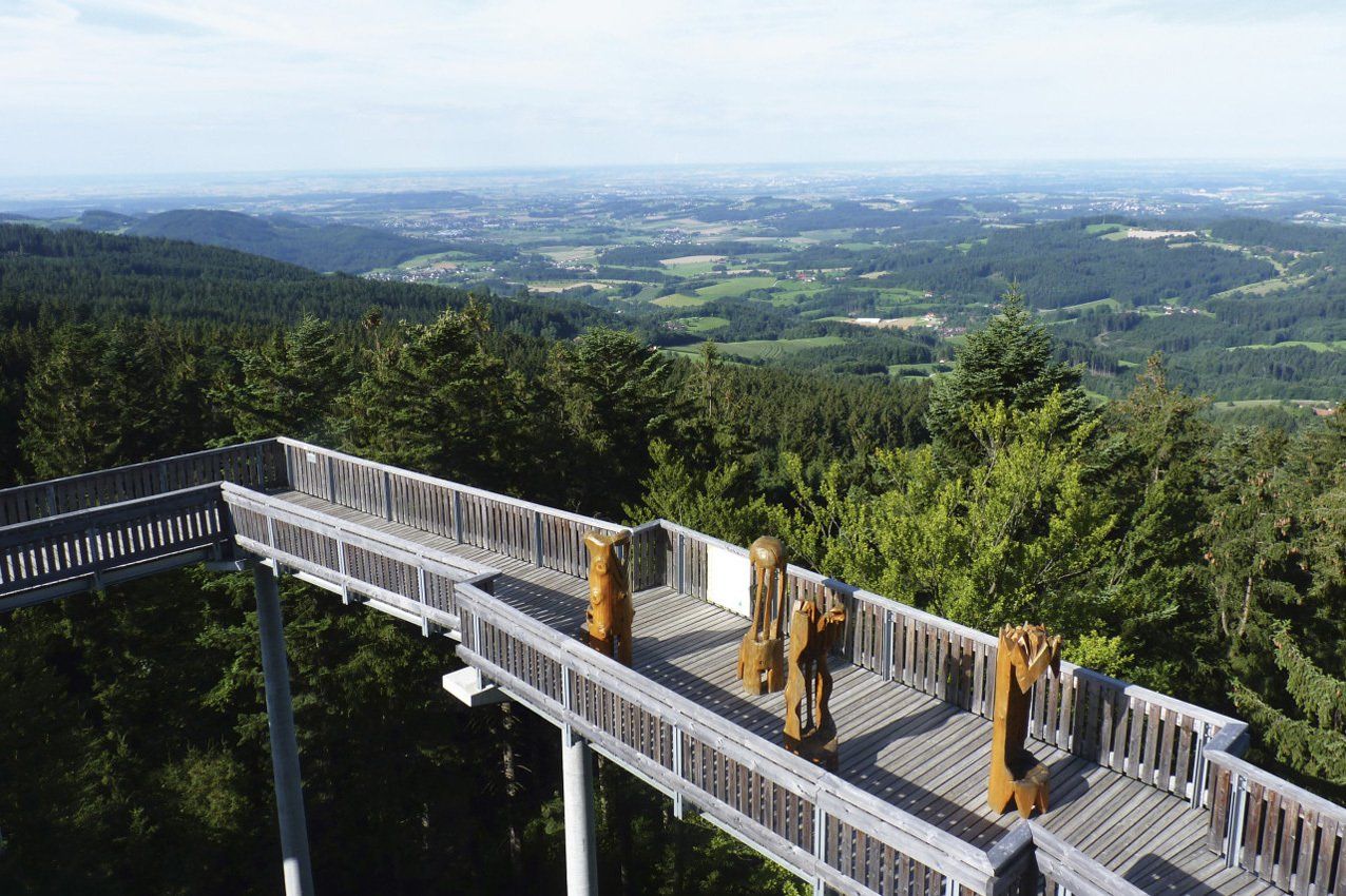 Hölzerner Steg zwischen Baumwipfel