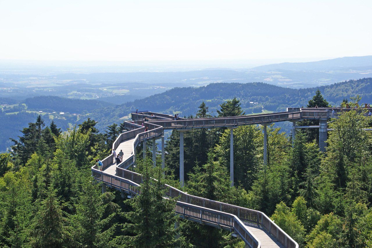 Hölzerner Steg, Baumwipfel