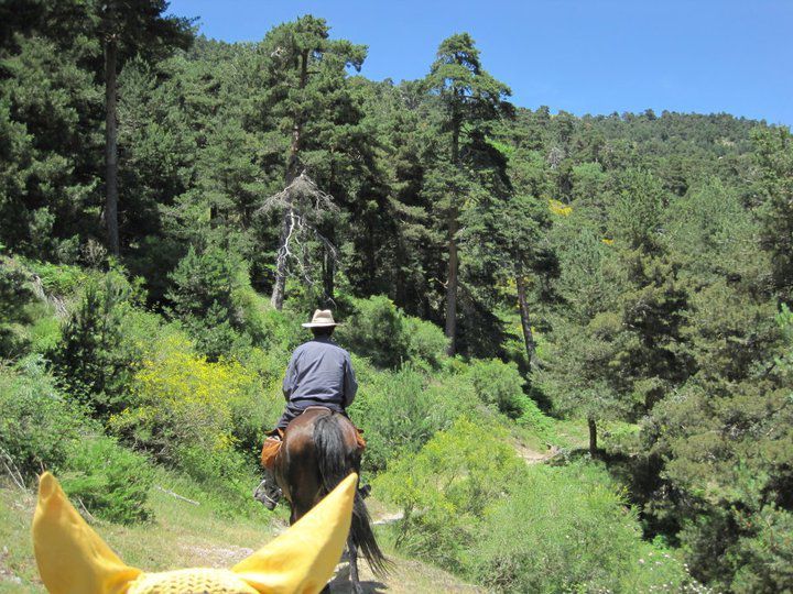 Ruta a caballo Pinares de Valsain