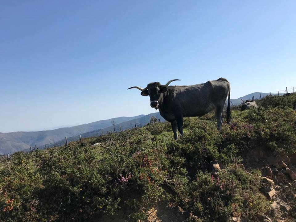 Vaca Tudanca en el Saja