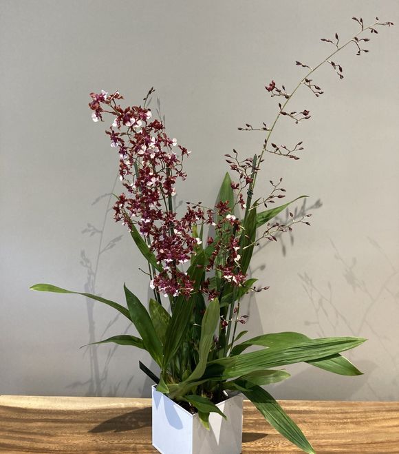 fleur-orchidee
