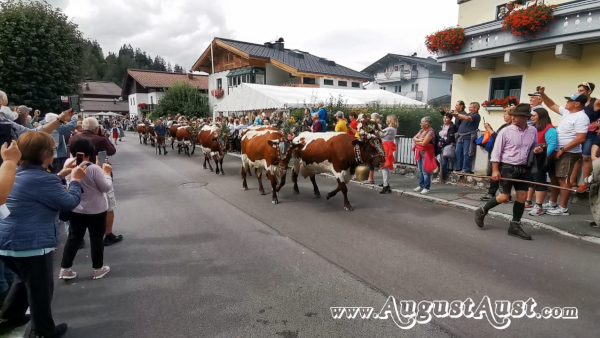 Almabtrieb, Ankunft in Maria Alm. Foto: August Aust Almabtrieb, Ankunft in Maria Alm. Foto: August Aust
