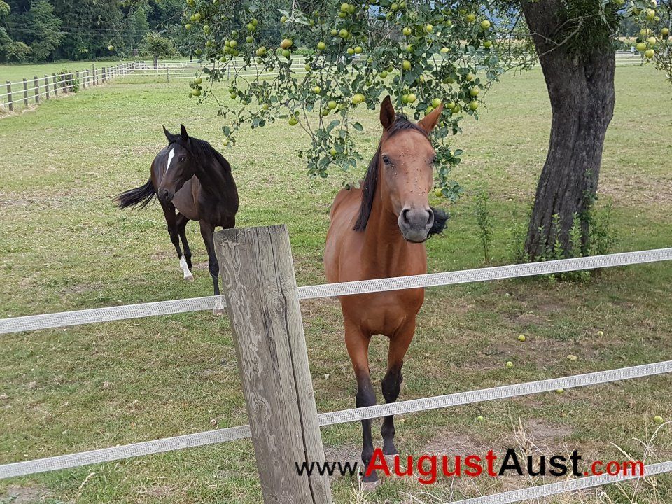 Vollblüter. Foto: August Aust