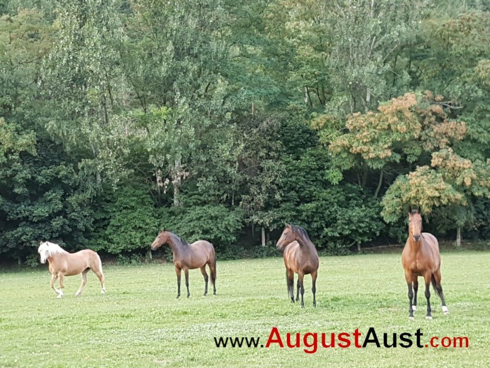 Haflinger und Warmblüter. Foto: August Aust
